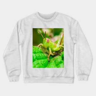 Young Grasshopper Macro Photography Crewneck Sweatshirt